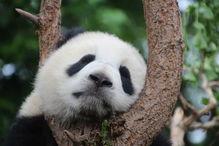 熊猫吃瓜搞笑视频合集下载,萌态百出，欢乐无限