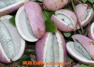 吃白果八月瓜视频