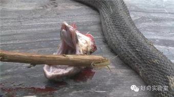 吃蛇头瓜用去皮吗视频,美味与健康的双重保障