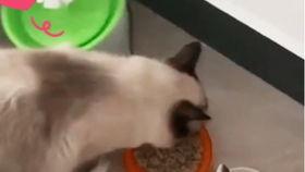 布偶可以吃白瓜吗视频讲解,白瓜是否适宜成为其美食