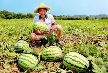微山二路吃瓜视频,揭秘街头美食背后的故事