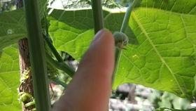 谁第一次吃佛手瓜呢视频,揭秘谁首次品尝这美味佳肴