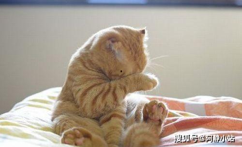 小猫吃瓜吵架怎么办视频,一场宠物界的“瓜田大战”