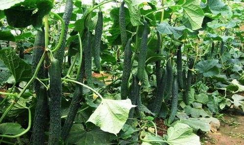 立夏吃瓜的视频,一场别开生面的吃瓜盛宴