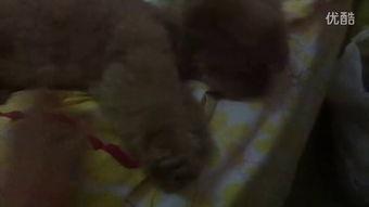 秃崽吃瓜视频,揭秘娱乐圈幕后真相