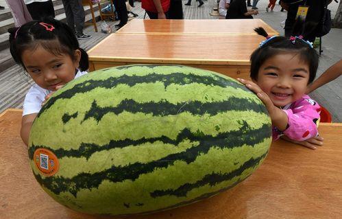 去下野地吃瓜视频,探寻乡村美食之旅