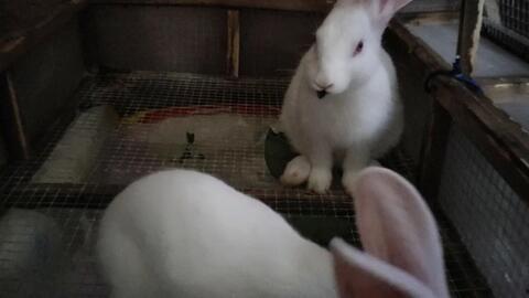 兔子吃葫芦瓜会死吗视频,揭秘致命真相