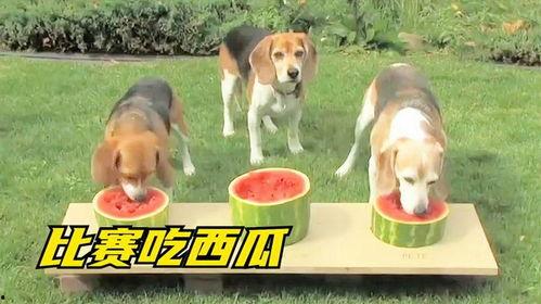 搞笑狗子吃瓜视频下载,狗狗吃瓜视频，萌态百出，欢乐无限