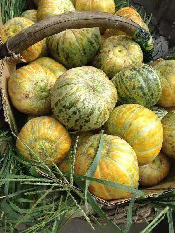 吃大面瓜视频,一场味蕾的视觉盛宴