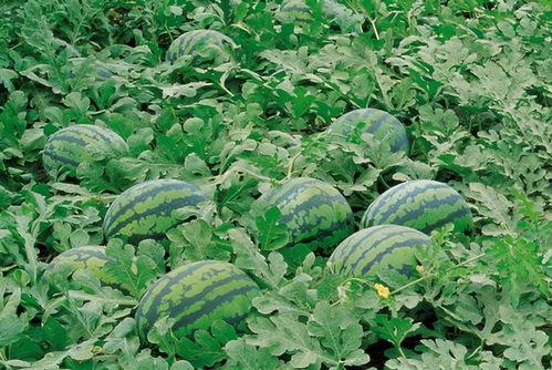 郑州八卦群吃瓜视频