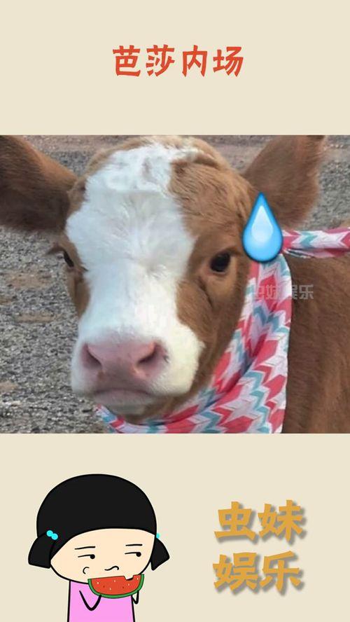 抖音吃瓜的搞笑视频合集,搞笑视频合集，笑料横生，欢乐无限