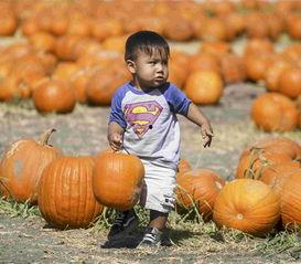 南瓜吃瓜事件图片高清视频,高清视频揭示惊人真相