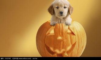 幼犬可以吃烧瓜吗图片视频,揭秘幼犬饮食新选择