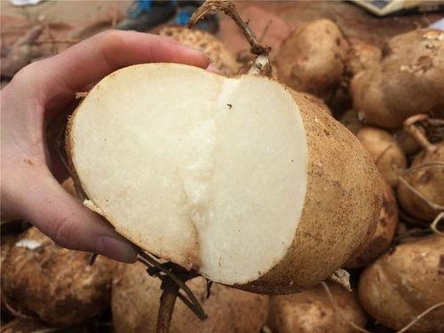 土瓜可以炒姜吃吗视频,家常美味营养食谱分享