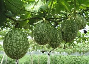 白吊瓜怎么吃最好吃视频,视频教你如何吃出最佳口感