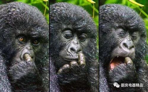 超级猩猩吃瓜搞笑版视频,笑料百出！