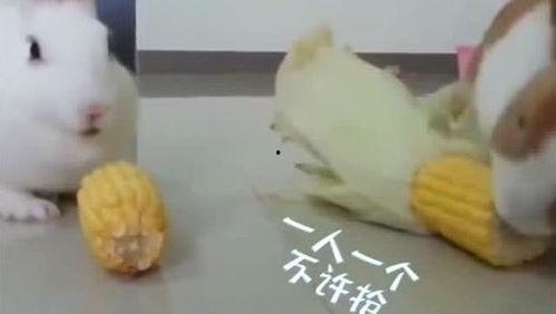 兔子可以吃小蜜瓜吗视频,美味探索之旅
