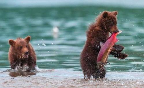 吃瓜小熊长太高视频