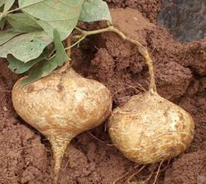 现在的土瓜可以吃吗视频,教你如何安全食用