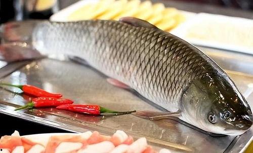 大八瓜鱼吃货视频大全