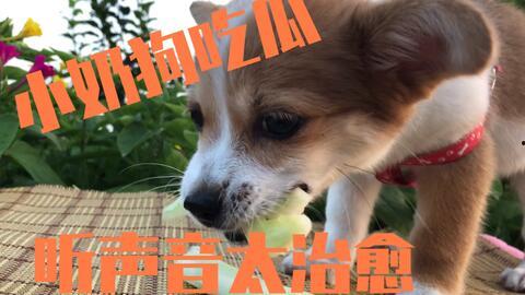主人喂狗吃瓜视频大全,主人喂狗吃瓜视频大盘点