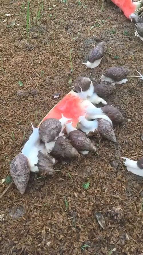 蜗牛吃不吃瓜视频,揭秘蜗牛的饮食习惯