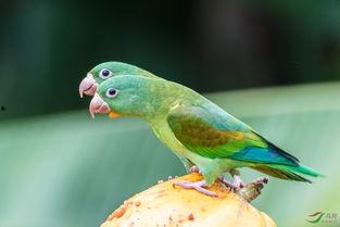 鹦鹉吃瓜群众视频,趣味横生的动物生活瞬间