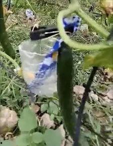 郓城吃瓜事件真相视频,揭秘真相背后的惊人内幕