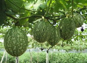 吊瓜吃一块切一块好吗视频,边吃边看“吃一块切一块”视频