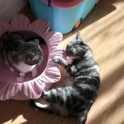 吃瓜的猫视频在线观看