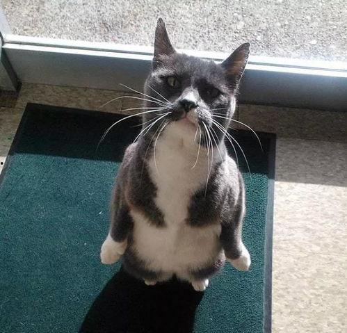 吃瓜猫视频,揭秘娱乐圈幕后故事