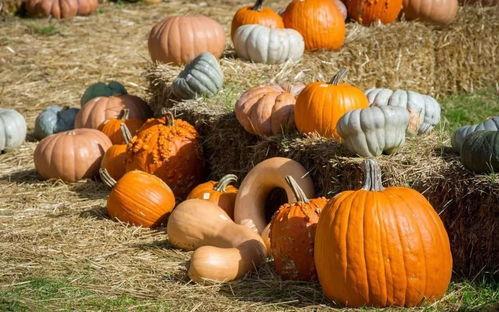 群众吃芥瓜视频大全下载,视频大全下载，尽享民间美味时光