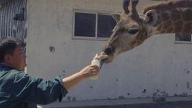 吃瓜群众开饭视频,揭秘美食背后的故事与趣味