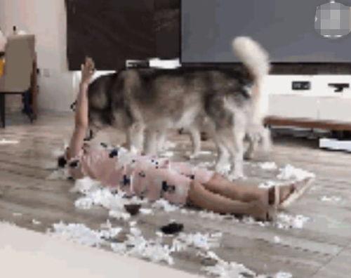 二哈碰拳吃瓜群众视频,吃瓜群众笑翻现场