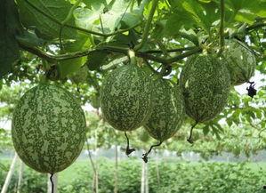 吊瓜炒着吃用去皮吗视频,去皮还是不去皮？视频揭秘烹饪技巧