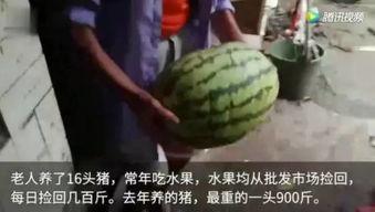 凡凡的吃瓜视频大全,揭秘娱乐圈幕后故事