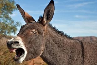 精致的小驴吃瓜视频大全,趣味视频大全集锦