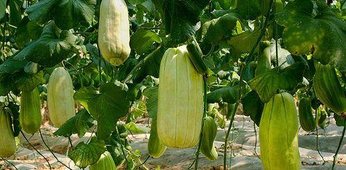 吃高石脆瓜视频大全,视频大全带你领略瓜香四溢