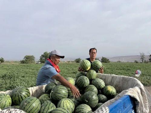 潍坊员工吃瓜事件视频最新,一场网络热议背后的真相揭秘