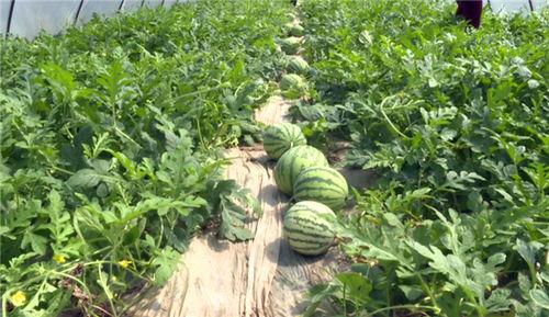 临沂吃瓜最新事件视频,揭秘背后真相与网络热议