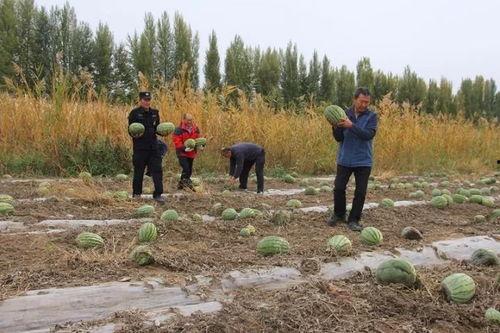 吃瓜群众小木桥视频,揭秘热门视频背后的故事
