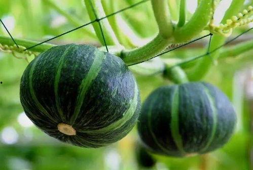 临夏最近吃瓜事件视频