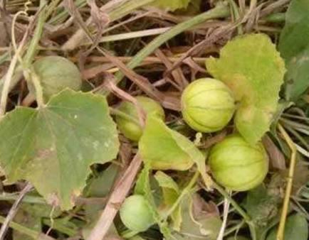 吃马泡瓜小视频大全下载,小视频大全下载精选