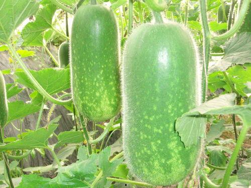 保定吃瓜新闻视频大全