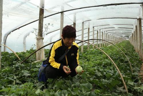 天台张保长吃瓜视频播放,揭秘天台乡村生活趣味瞬间