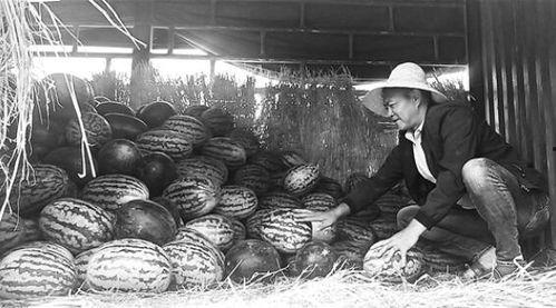 宁河吃瓜群众事件视频最新,一场网络舆论的风暴与反思