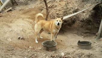 广州东山土狗吃瓜事件视频,一场意外引发的社区热议