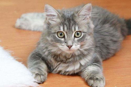 猫吃黄金蜜瓜好吗视频