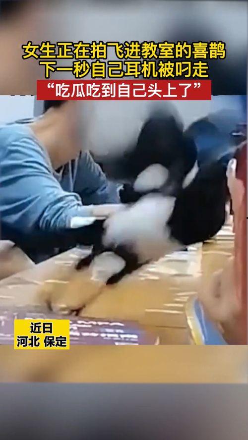 保定吃瓜少女视频最新,揭秘网络红人的幕后故事