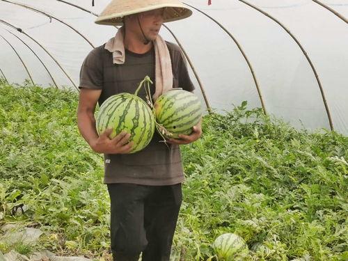 利川市吃瓜事件视频